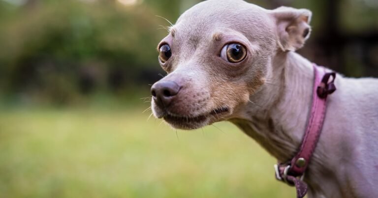 What we've been playing - "Help me, someone, please, I have pets to feed"