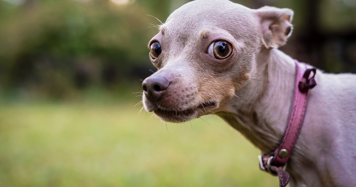 What we've been playing - "Help me, someone, please, I have pets to feed"